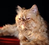 Image result for Grumpy Persian Cat