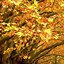 Image result for Fall Leaves iPhone Wallpaper