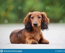 Image result for Long Haired Dachshund Puppy