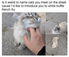 Image result for Cat Meme Accounts