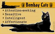 Image result for Bombay Cat Meme