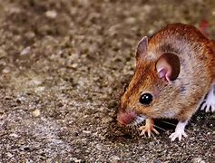 Image result for Mouse Broudy