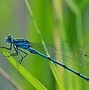 Image result for Insect Wing PNG