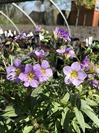 Image result for Polemonium caeruleum Lambrook Mauve