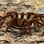 Image result for Most Biggest Spider in the World