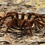 Image result for Hwhat Is the Biggest Spider in the World