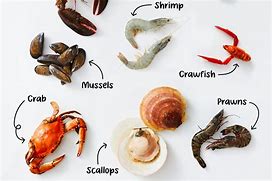 Image result for Fish with Shells