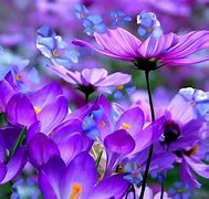 Image result for Pastel Blue Flower Background