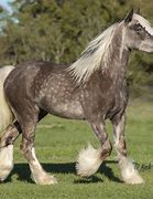 Image result for Silver Bay Draft Horse