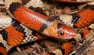 Image result for Pretty Snakes