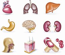 Image result for Anatomy ClipArt