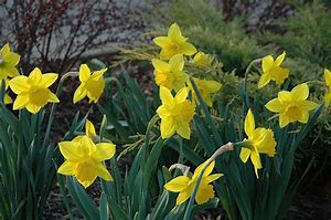 Image result for Narcissus Arctic Gold