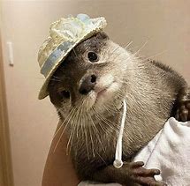 Image result for Otter Wearing Hat