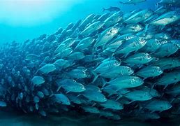 Image result for Swimming Fish Screensaver Free