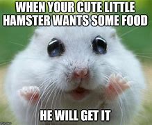 Image result for Cute Hamster Memes