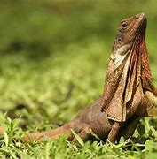 Image result for Lizard with Fan Neck