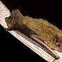 Image result for San Diego Bat Species