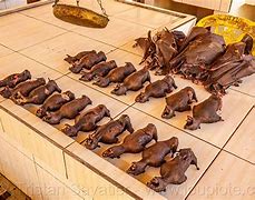 Image result for Bat Meat