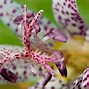 Image result for Tricyrtis hirta