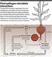 Image result for Chemical Plant From Pathogens