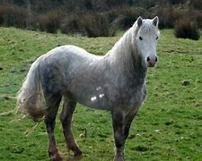 Image result for Celtic Horse Breeds