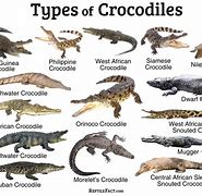 Image result for Crocodilian Species