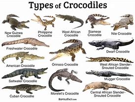 Image result for Different Alligator Species