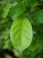 Image result for Pyrus communis Catillac