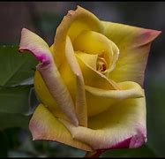 Image result for Peace Rose