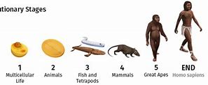 Image result for Stages of Human Evolution Timeline