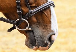 Image result for Roman Horse Bits