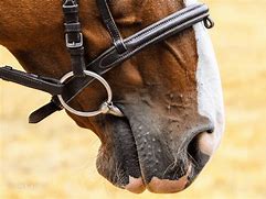 Image result for Horse Bit Finger