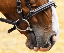 Image result for Severe Horse Bits