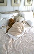 Image result for Funny Sleeping Dog Bed