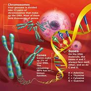 Image result for DNA and Genes Chapter 11