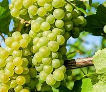 Image result for Grapes in a Pot