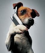 Image result for Animal Talking On Phone