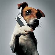 Image result for Animal Talking On Phone