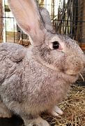 Image result for Very Large Rabbit