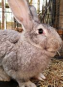 Image result for Big Bunny Rabbit