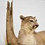Image result for Mountain Lion Taxidermy Mounts