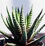 Image result for angel plant care tips