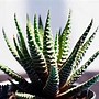 Image result for angel plant propagate