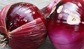 Image result for "onion-maggot"