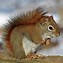 Image result for Professional Squirrel Traps