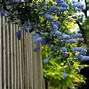 Image result for Evergreen Climbing Vine