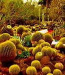 Image result for Desert Escape Cactus