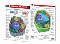Image result for Cellular Biology Study Aid Charts