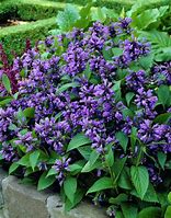 Image result for Nepeta subsessilis Sweet Dreams