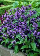 Image result for Nepeta subsessilis